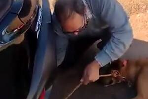 El hombre llevaba el perro atado en la parte de atrás de su camioneta