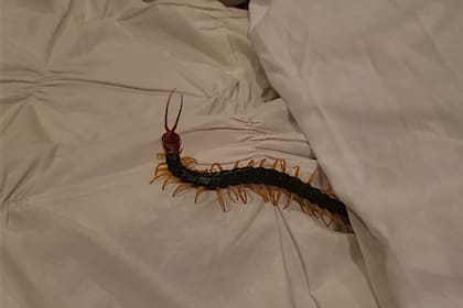 El hombre lo quitó del lugar y averiguó qué tipo de animal es (Foto captura video)