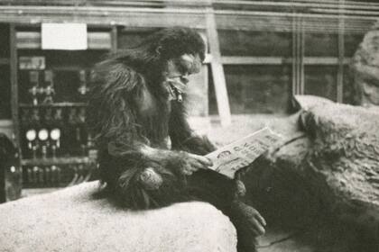 El hombre mono que da por iniciada 2001: odisea del espacio se hace un tiempo para leer el diario