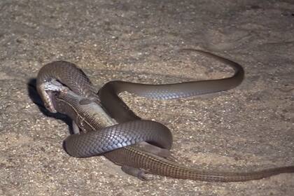 El hombre pudo grabar el momento justo en el que se dio la lucha