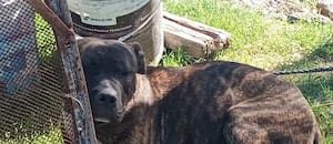 Dos perros escaparon de una casa y mordieron a un hombre de 76 años, que debió ser internado