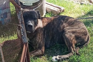 Dos perros escaparon de una casa y mordieron a un hombre de 76 años, que debió ser internado