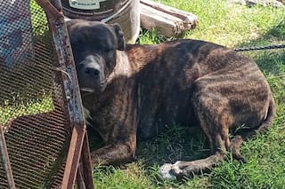 Dos perros escaparon de una casa y mordieron a un hombre de 76 años, que debió ser internado