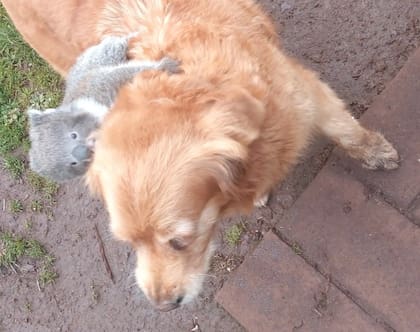 El hombre tuvo que devolver el pequeño koala a su madre (Foto: The Dodo)