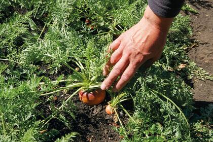 El hombro verde es un proceso que se genera como consecuencia de la síntesis de clorofila en la zona