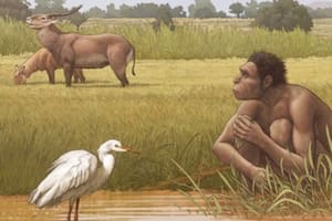 Qué se sabe de la especie que ahora llaman “el ancestro directo de los humanos”