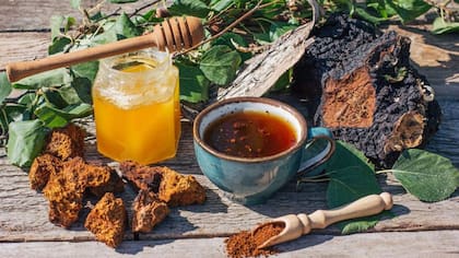 El hongo chaga se vende en forma de extracto, suplemento, polvo o puede ingerirse como té
