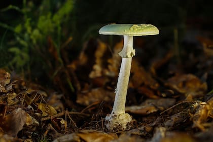 El hongo de la muerte, también conocido como Amanitas phalloides