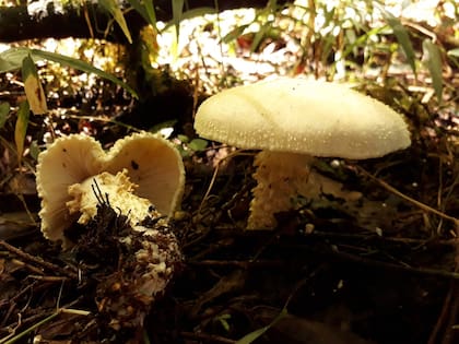 El “hongo de Messi” fue encontrado a los pies de un cedro de 1,20 metros de diámetro, “que podría tener unos 400 años de antigüedad”
