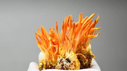 El hongo es inofensivo para los humanos.
Foto: iStock