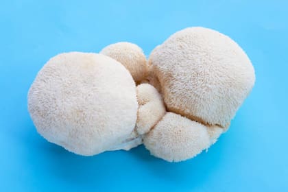 El hongo melena de león podría ofrecer nuevos enfoques para tratar y prevenir enfermedades neurodegenerativas (Foto: iSotck)