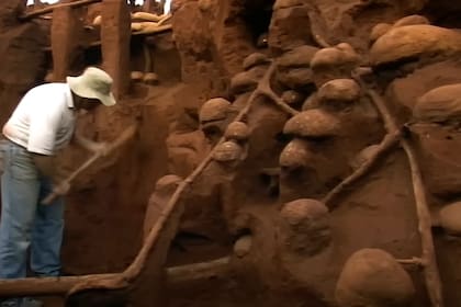 El hormiguero sorprendió a los especialistas por su complejidad