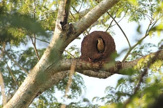 El ave nacional capaz de terminar su gran nido con una velocidad que sorprende