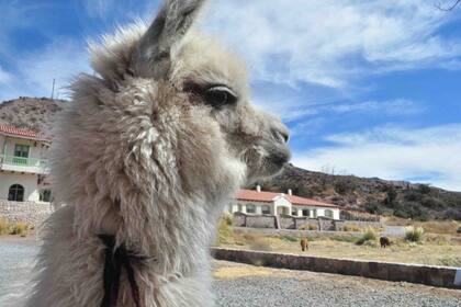 El hotel Huacalera y sus visitas recurrentes