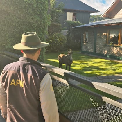 El huemul se paseó por algunos barrios de San Martín de los Andes