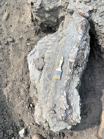 El hueso fosilizado que dio la pista para iniciar una excavación en la zona