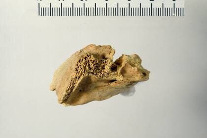 El hueso mide 5 centímetros.