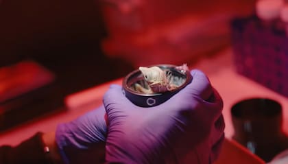 El huevo artificial de Colossal Biosciences consta de un sistema de cáscara sintética con membrana de silicona