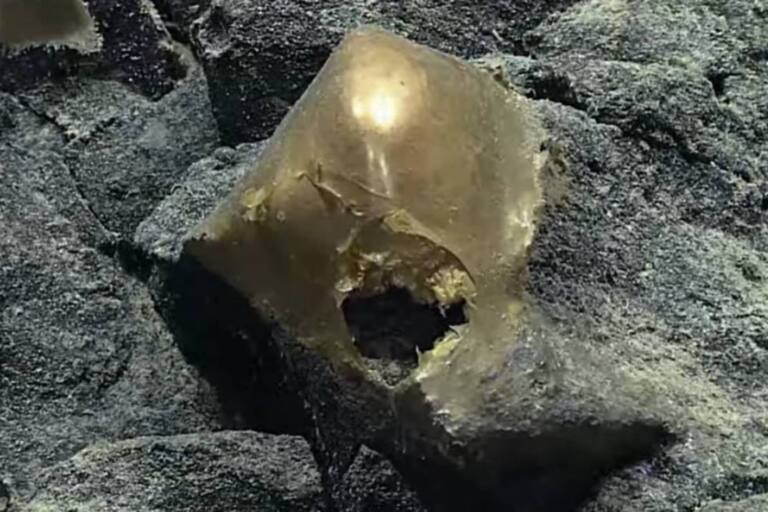 Hallaron un “huevo de oro” en el fondo del mar de Alaska y crece el misterio