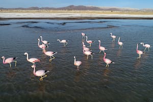 Golpe ambiental: mataron a Acaí, la yaguareté que era intensamente buscada en Chaco - Image 2