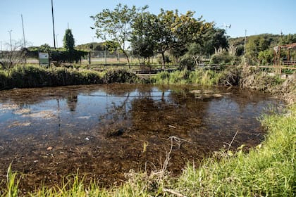 El humedal artificial recrea una zona que antes era común ver en los alrededores y atrae todo tipo de aves e insectos benéficos