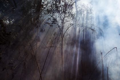 El humo se eleva desde un área en llamas de la reserva de la selva amazónica, al sur de Novo Progresso en el estado de Pará, Brasil, el 15 de agosto de 2020