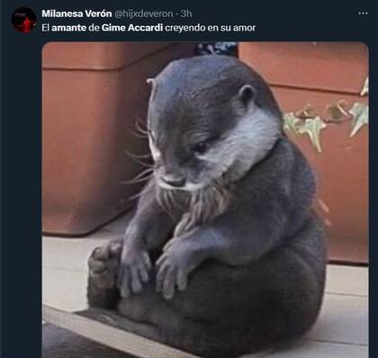 El humor de los usuarios en las redes