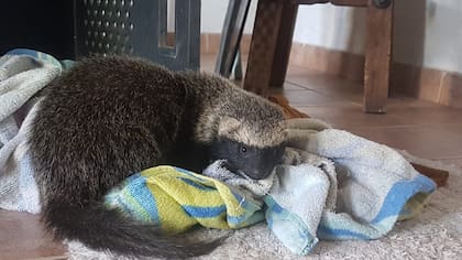 El hurón es un animal inusual como mascota que coincidirá con el deseo de ser original de Acuario