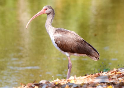 El ibis blanco se ganó el apodo de “pollo de la basura” por su propensión a buscar comida donde puede.