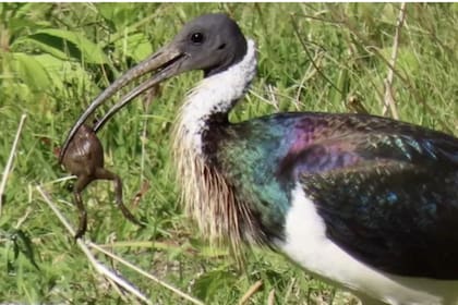 El ibis descubrió cómo comer sapos de manera segura, lo que podría ayudar a controlar a su población.