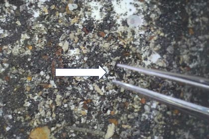 El impactante hallazgo de un astrofísico de Harvard sobre material interestelar