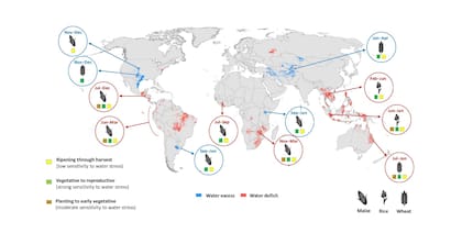 El impacto de El Niño, según FAO