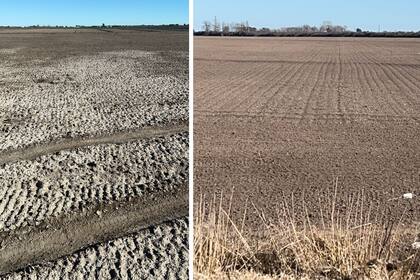 El impacto de la sequía afectó los lotes de cebolla temprana