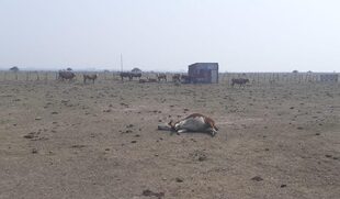El impacto de la sequía en La estancia “La Concepción” 