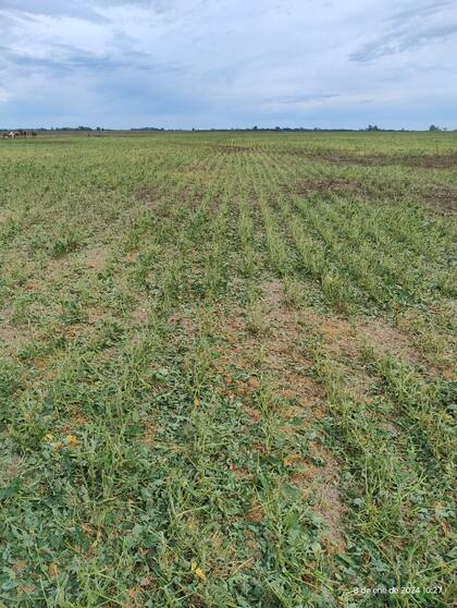 El impacto del granizo en un campo de América