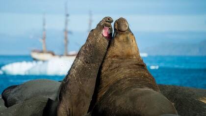 El impacto del iceberg podría ser devastador para la vida silvestre de las islas