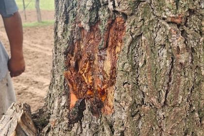 El impacto del rayo en un árbol