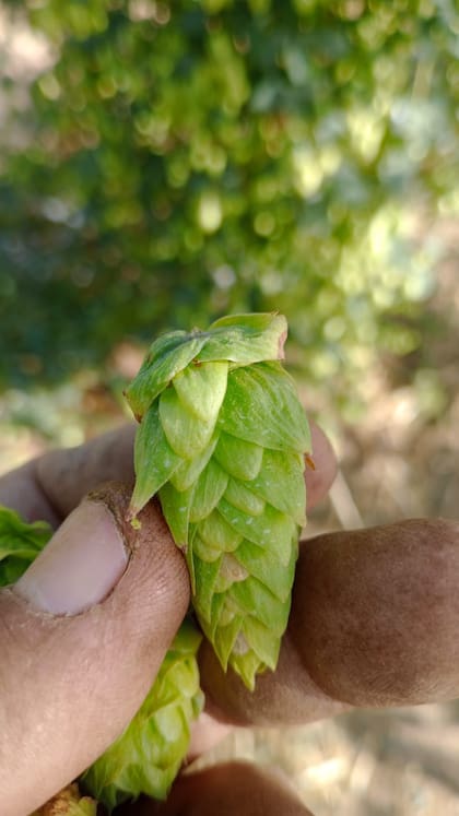 El impacto no fue solo en tiempos, sino en estructura de costos y capacidad de negociación