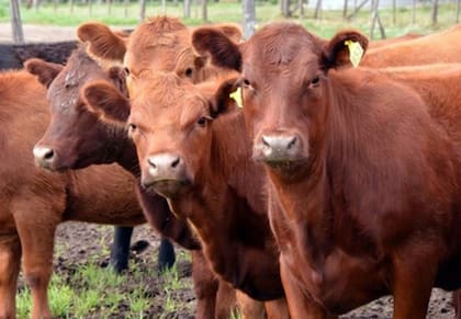 El impacto sobre el flujo de fondos y el margen neto compromete directamente la rentabilidad del sistema