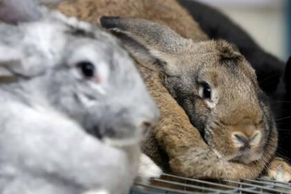 El importador deberá hacer el trámite por TAD