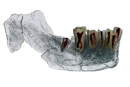 El importante fósil humano fue encontrado por el doctor Yossi Zaidner, del Instituto de Arqueología de la Universidad Hebrea de Jerusalén