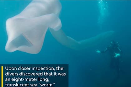 El "gusano" marino de ocho metros fue filmado de cerca por los buzos, que nadaron a su alrededor durante unos 40 minutos