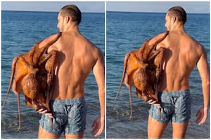 El impresionante momento en que el pulpo se sube al modelo italiano