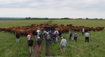 El impuesto pretende suspender el impuesto sobre los alimentos para animales que posea una persona