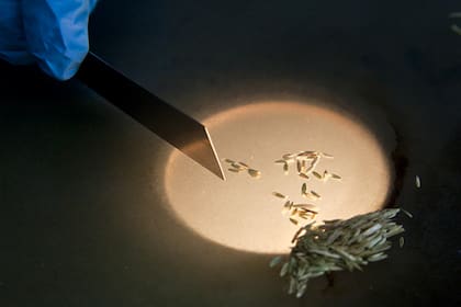 El Inase nació como organismo autárquico y técnico en 1991