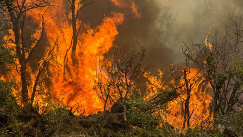 La eliminación del Fondo de Bosques: una amenaza para la protección ambiental