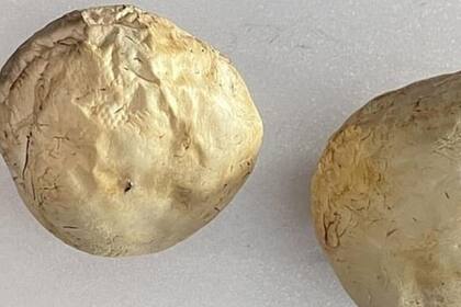 El increíble antes y después de unos hongos que tomaron un vuelo de larga distancia