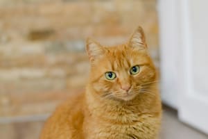 El increíble caso de Rémi, el gato naranja que recibió una orden de alejamiento por parte de su vecino