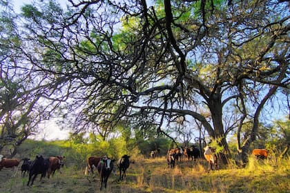 El índice de destete actual es de 75%, que podría elevarse al 80-85% (proyecto), siempre y cuando se utilicen los alimentos adecuados (pasturas, forrajes naturales y concentrados) y acompañen las lluvias a lo largo del año, cuyo promedio oscila 650 mm/año, teniendo siete meses secos