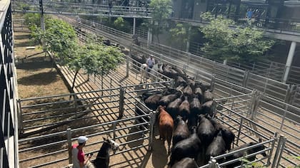 El Índice General de Mercado Agroganadero fue de $1984,913, mientras que el peso promedio general resultó de 417 kilos